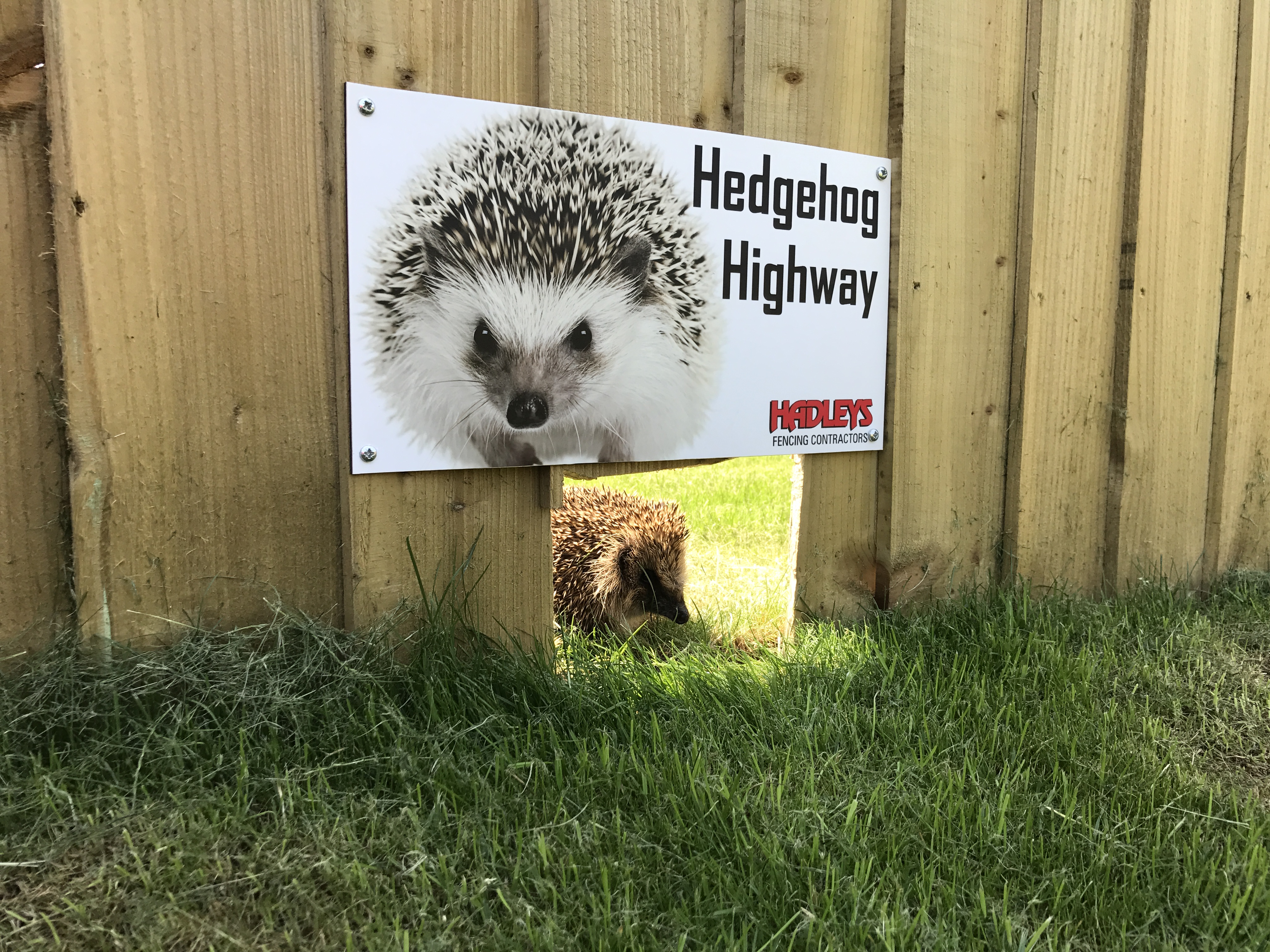 Award win for Hedgehog Highways at national biodiversity awards The
